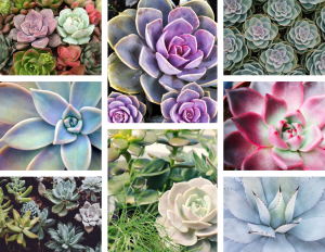 photo collage of birds eye view images of different succulent plants