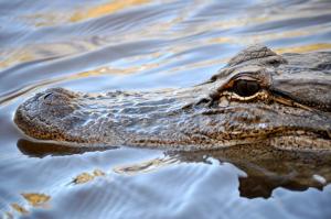 Alligator head close up