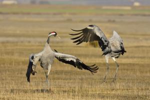 Dancing Common Crane Photo by Santiago Lacarta on Unsplash