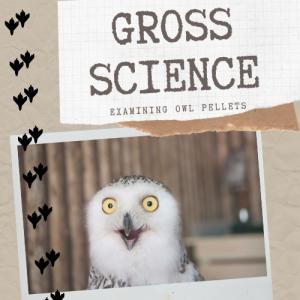 Owl making a surprised face, words Gross Science Owl Pellets