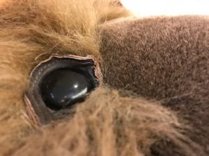 Close Up of Thorndyke the Bear's Eye