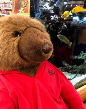 Bear in red shirt talks to fish in tank